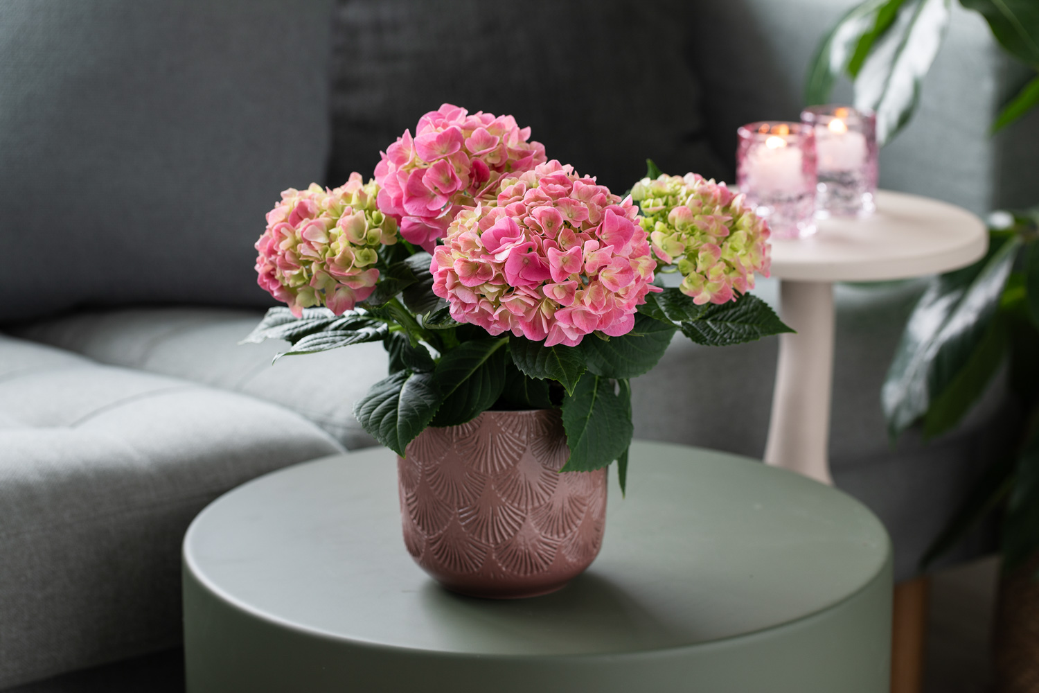 Rosa hortensia